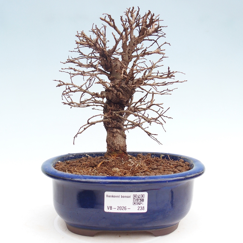 Bonsaï d'extérieur - Zelkova - Zelkova NIRE