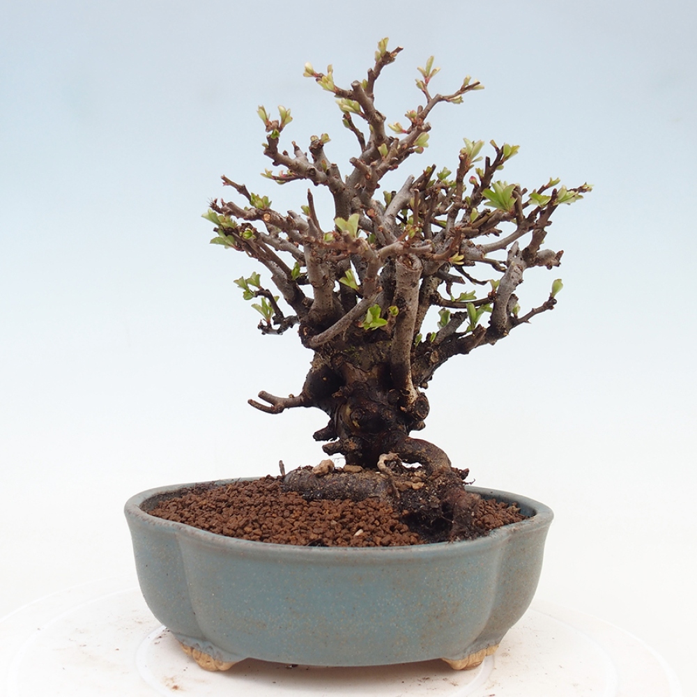 Bonsaï d'extérieur - Chaneomeles speciosa - Coing