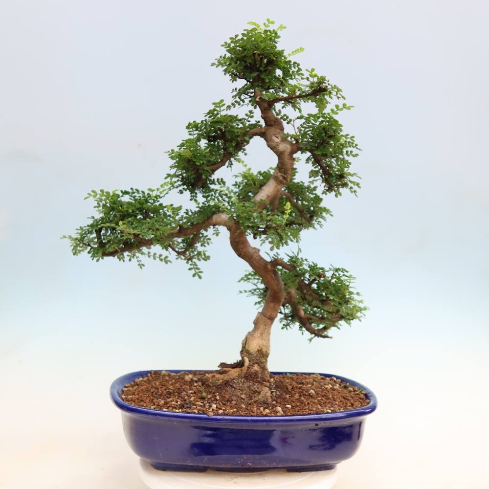 Salle bonsaï - Zantoxylum piperitum - arbre à poivre