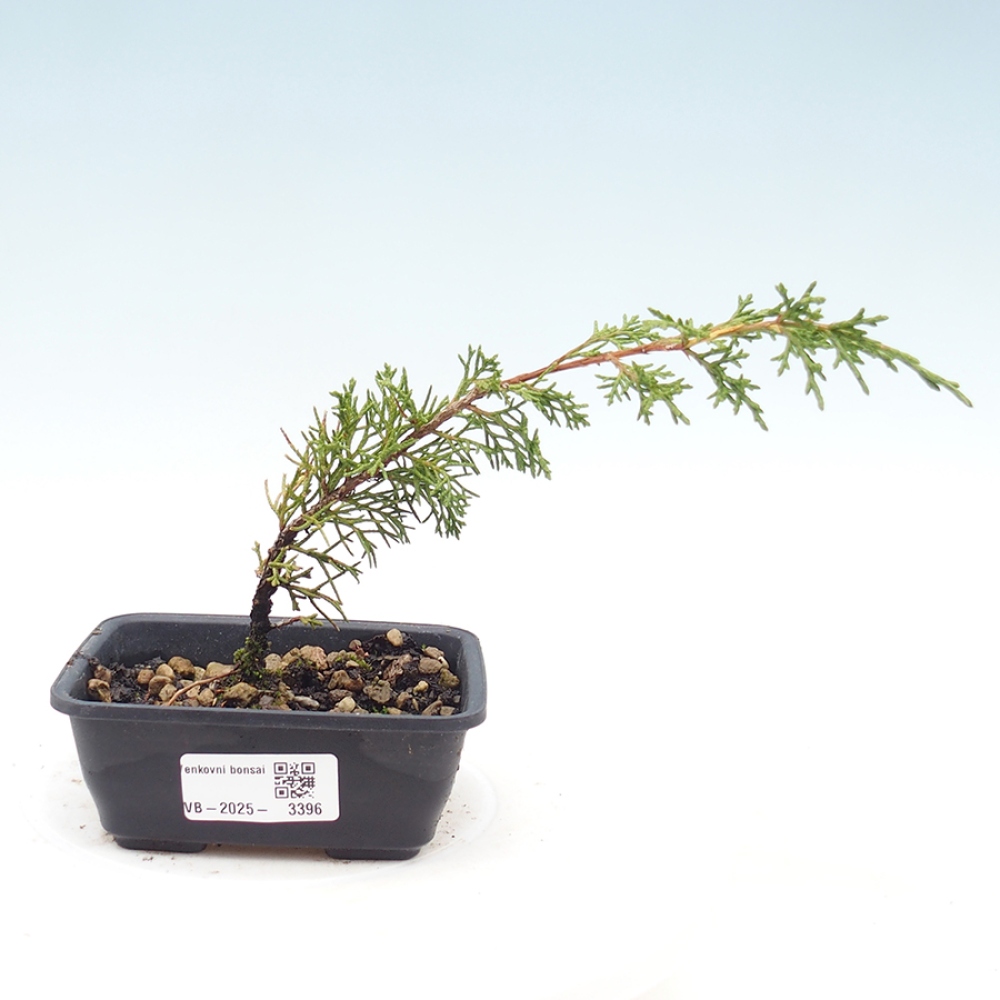 Bonsaï d'extérieur - Juniperus chinensis Itoigawa