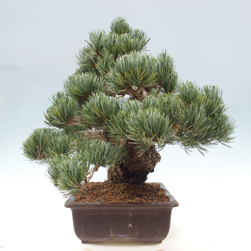 Bonsaï d'extérieur - Pinus parviflora - Pinus parviflora
