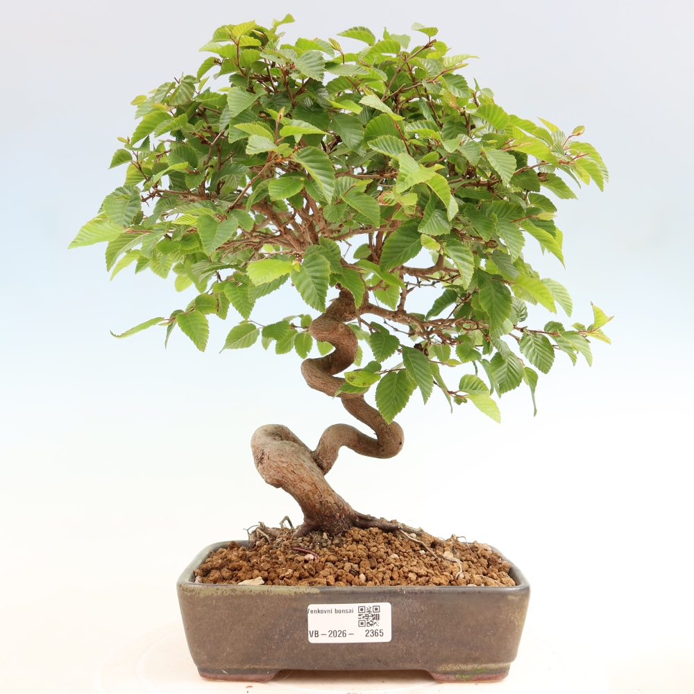 Bonsaï d'extérieur -Carpinus Coreana - Charme de Corée