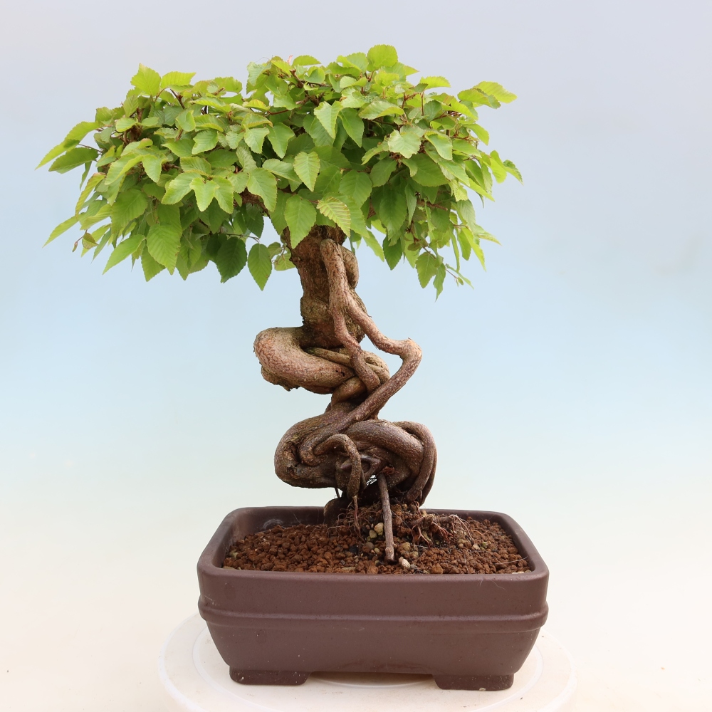 Bonsaï d'extérieur -Carpinus Coreana - Charme de Corée