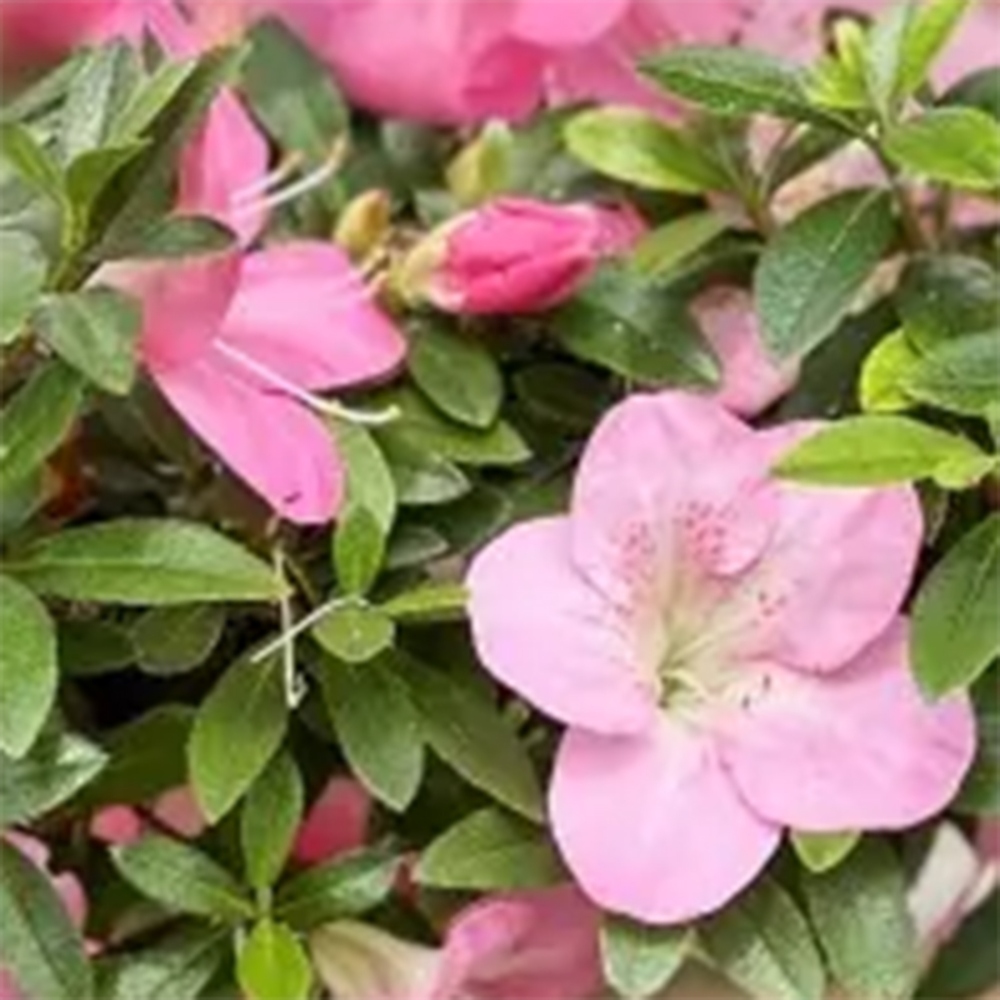 Bonsaï d'extérieur - Azalée japonaise - Azalea Santoka