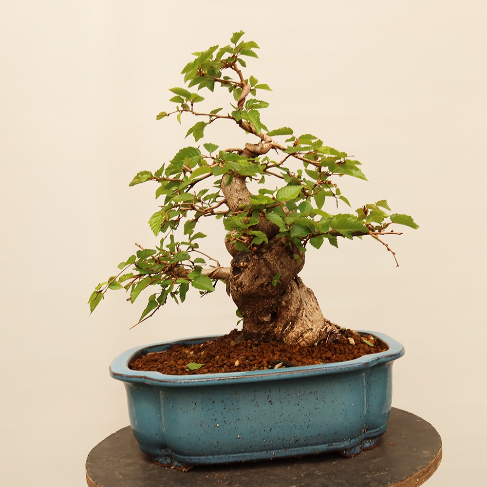 Bonsaï d'extérieur -Carpinus Coreana - Charme de Corée