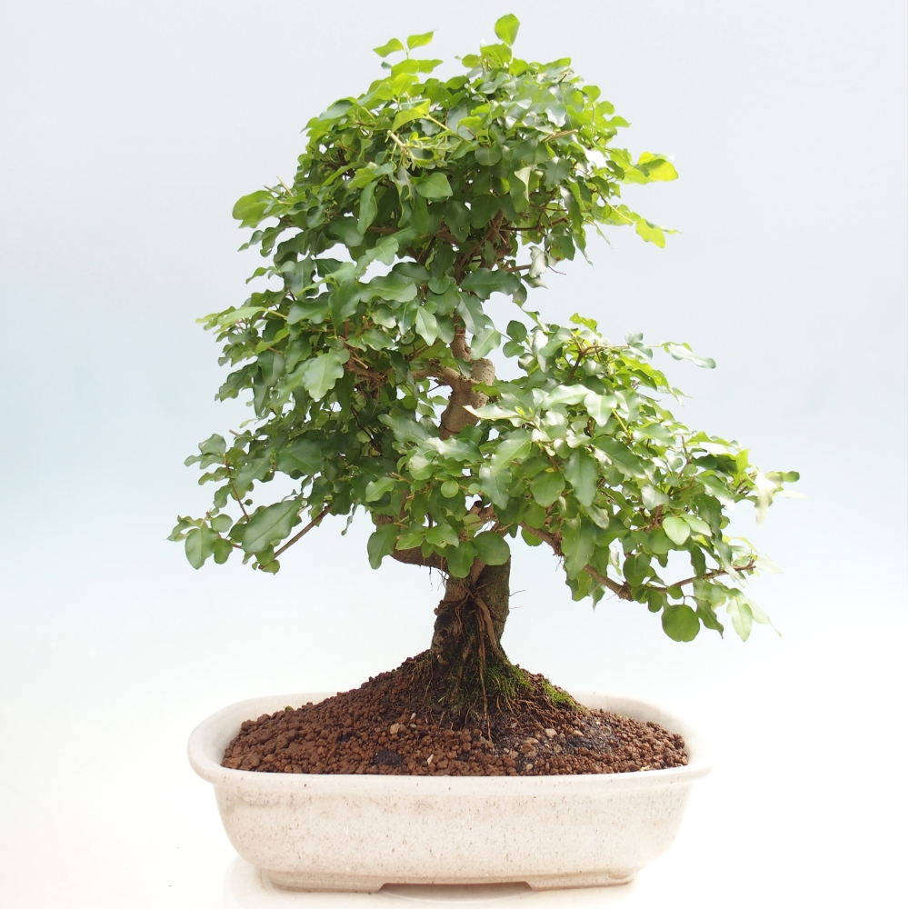 Bonsaï de chambre -Ligustrum chinensis - Bec d'oiseau