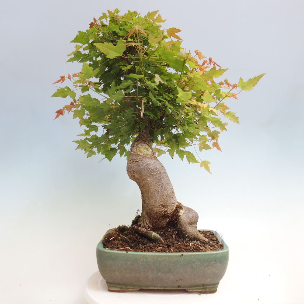Bonsaï d'extérieur - Acer Buergerianum - Burger Maple