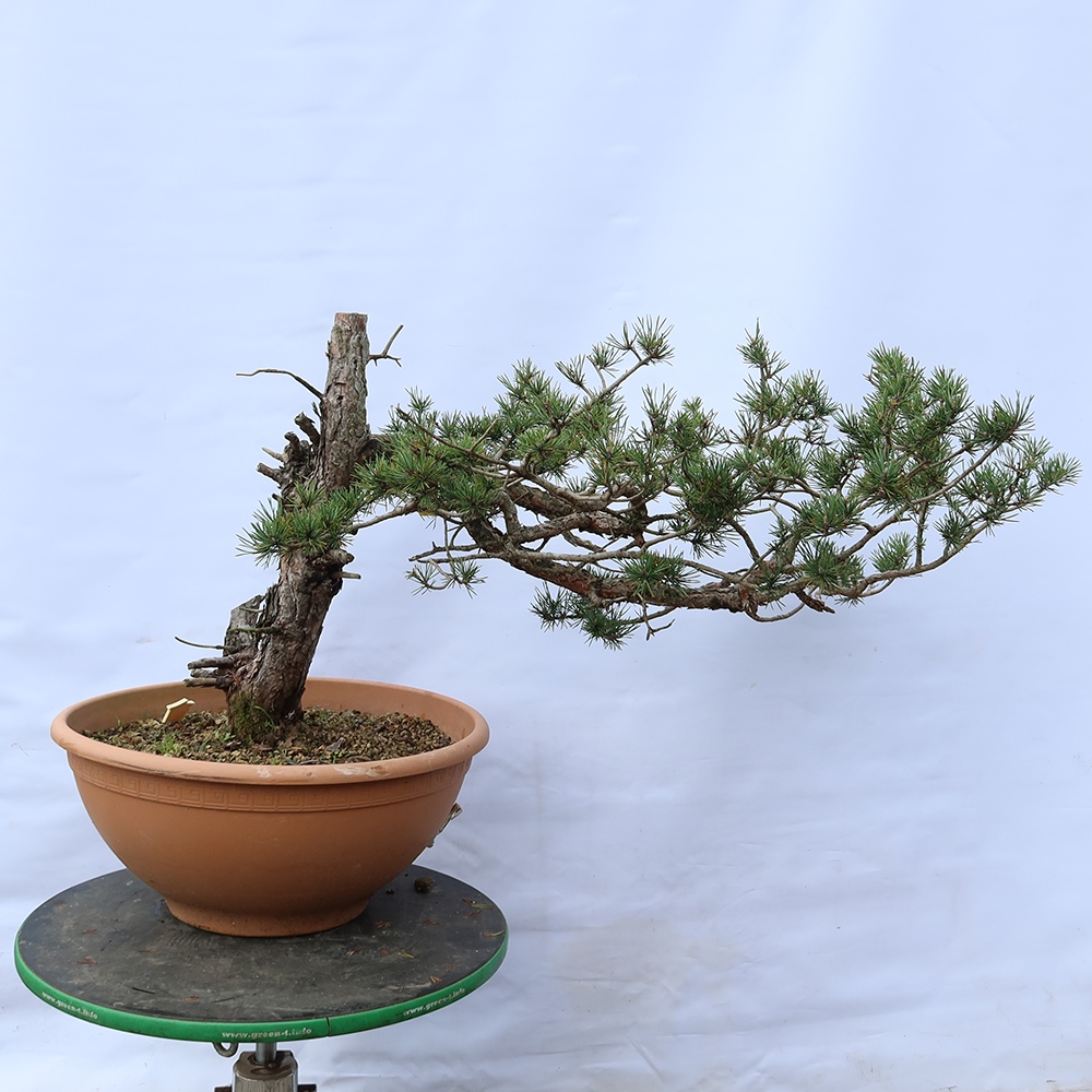 Pinus sylvestris Espagne - pin sylvestre