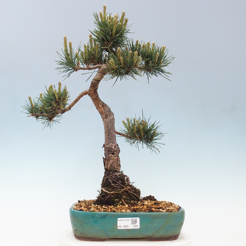 Bonsaï d'extérieur - Pinus Sylvestris Watererri - Pin sylvestre