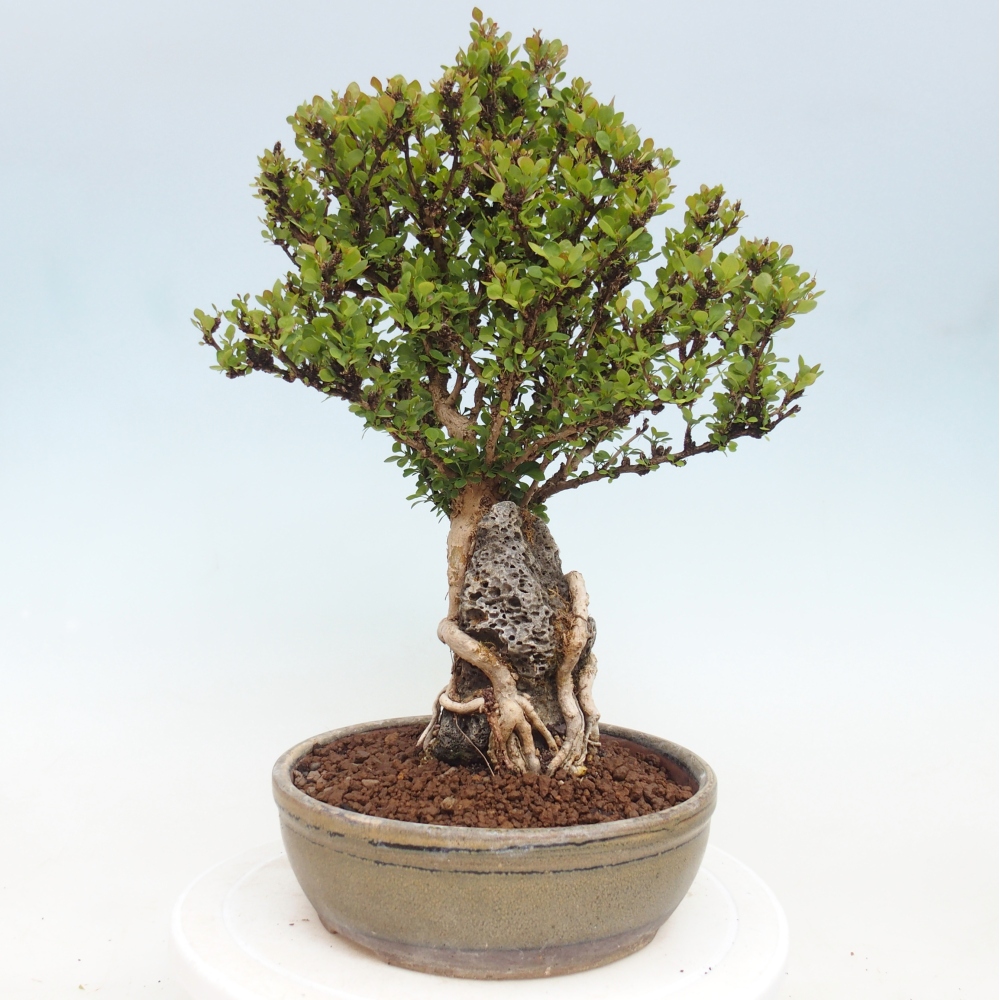 Bonsaï d'extérieur - Berberis coreana