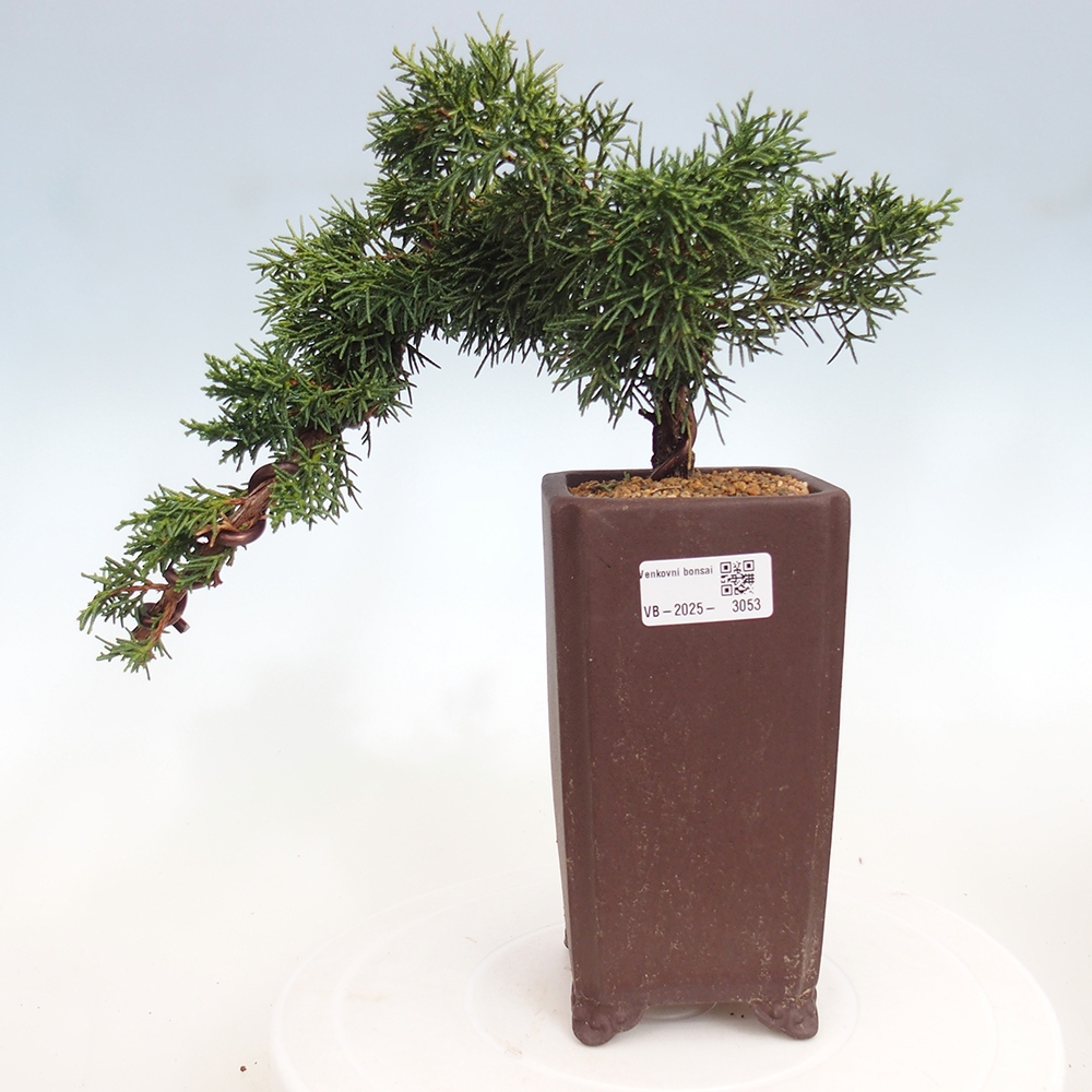 Bonsaï d'extérieur - Juniperus chinensis Kishu