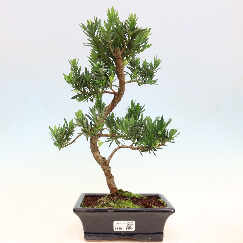 Salle bonsaï - Podocarpus - If en pierre
