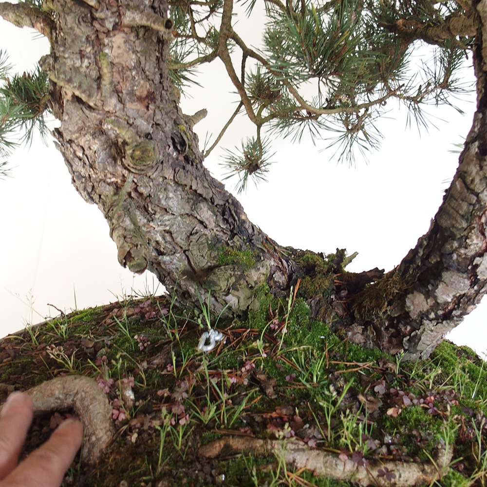Yamadori - Pinus sylvestris Espagne