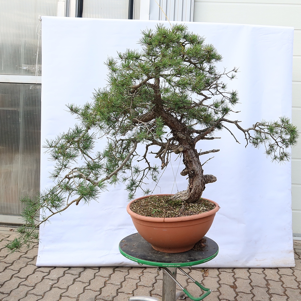 Pinus sylvestris Espagne - pin sylvestre