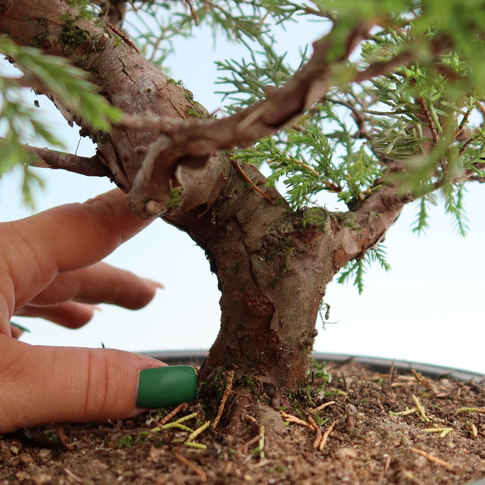 Bonsaï d'extérieur - Juniperus chinensis Itoigawa-Juniperus chinensis