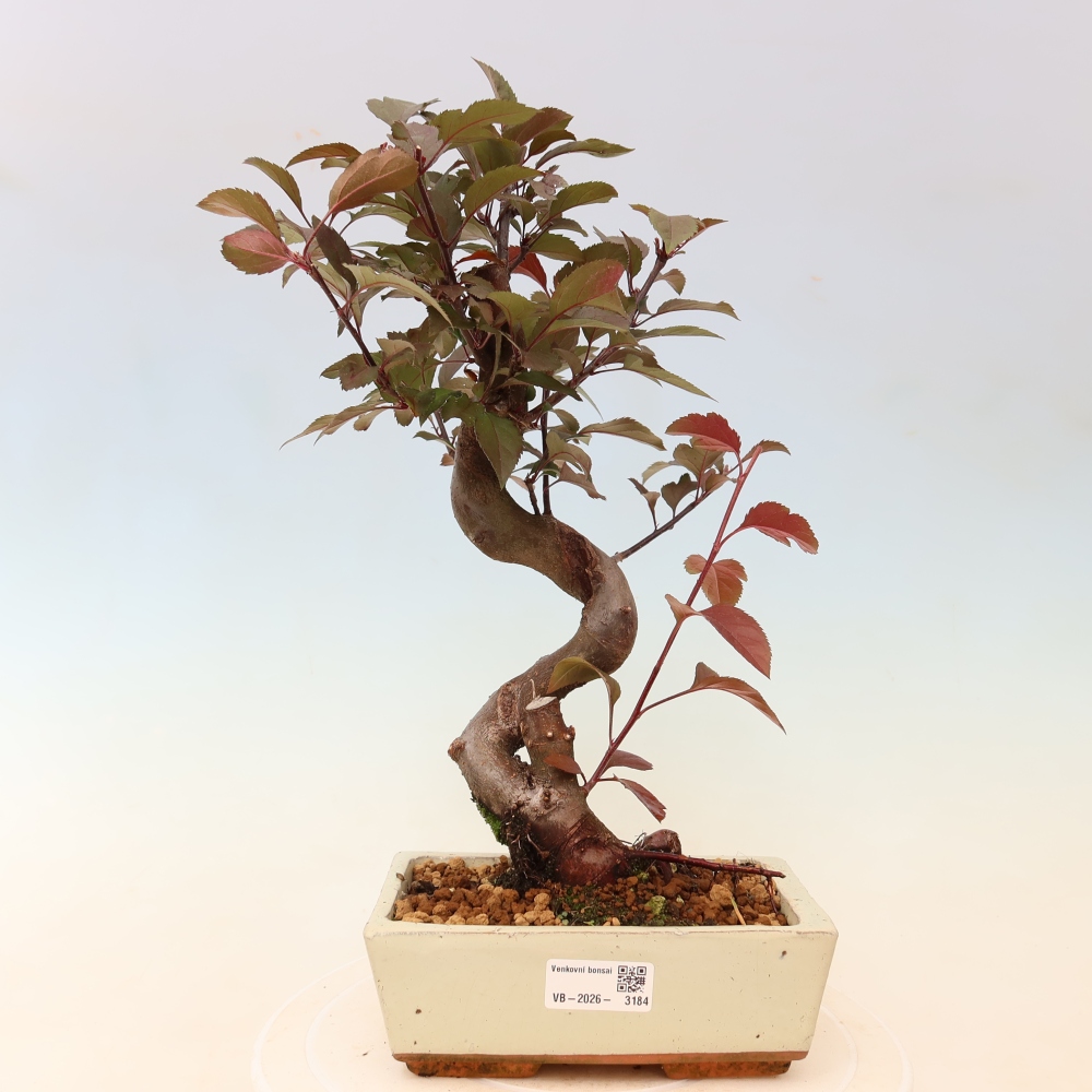 Bonsaï d'extérieur -Malus domestica - Pommier à petits fruits et à feuilles rouges