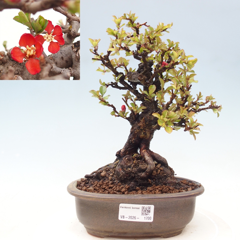 Bonsaï d'extérieur - Chaneomeles speciosa - Coing