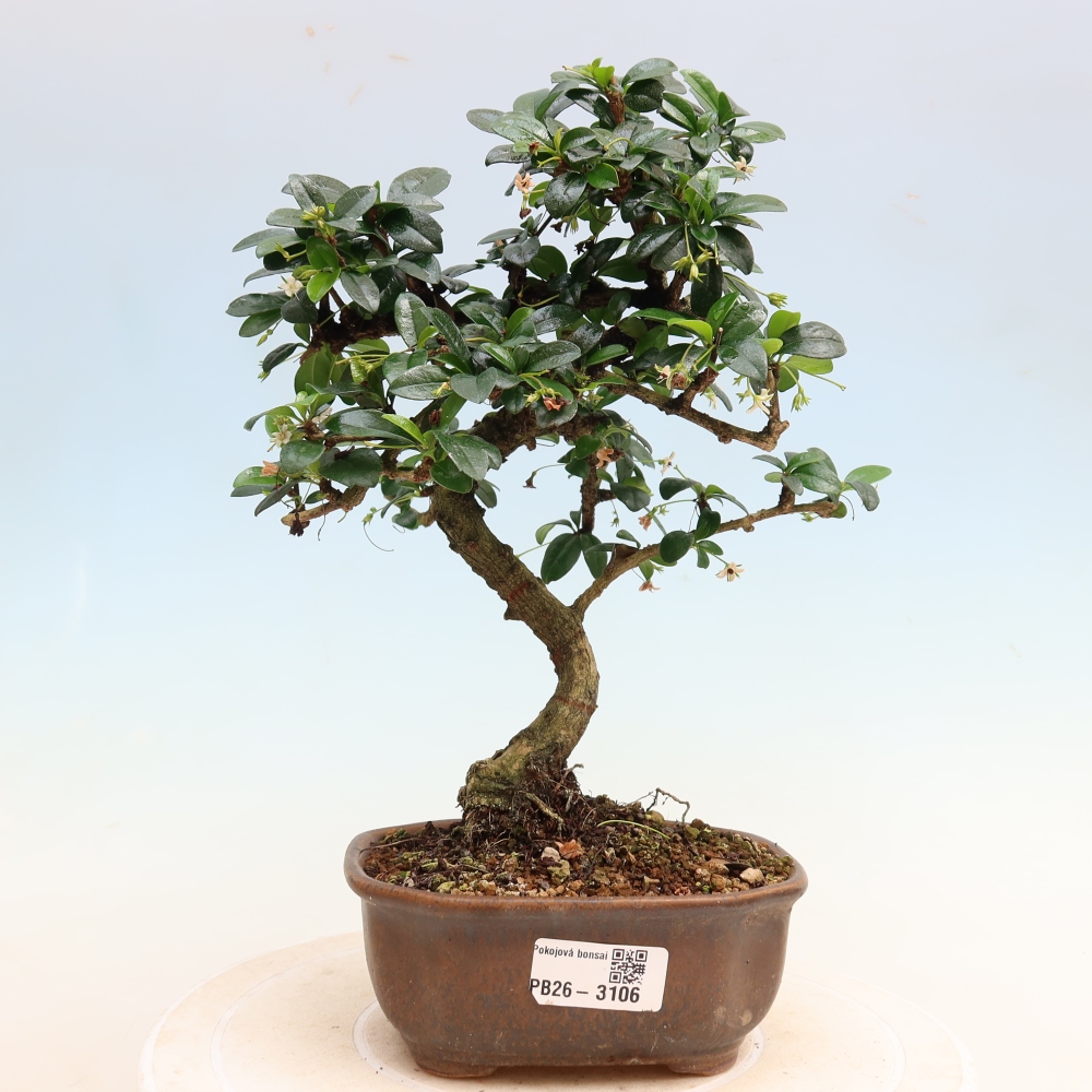 Bonsaï de chambre - Carmona macrophylla - Tea fuki