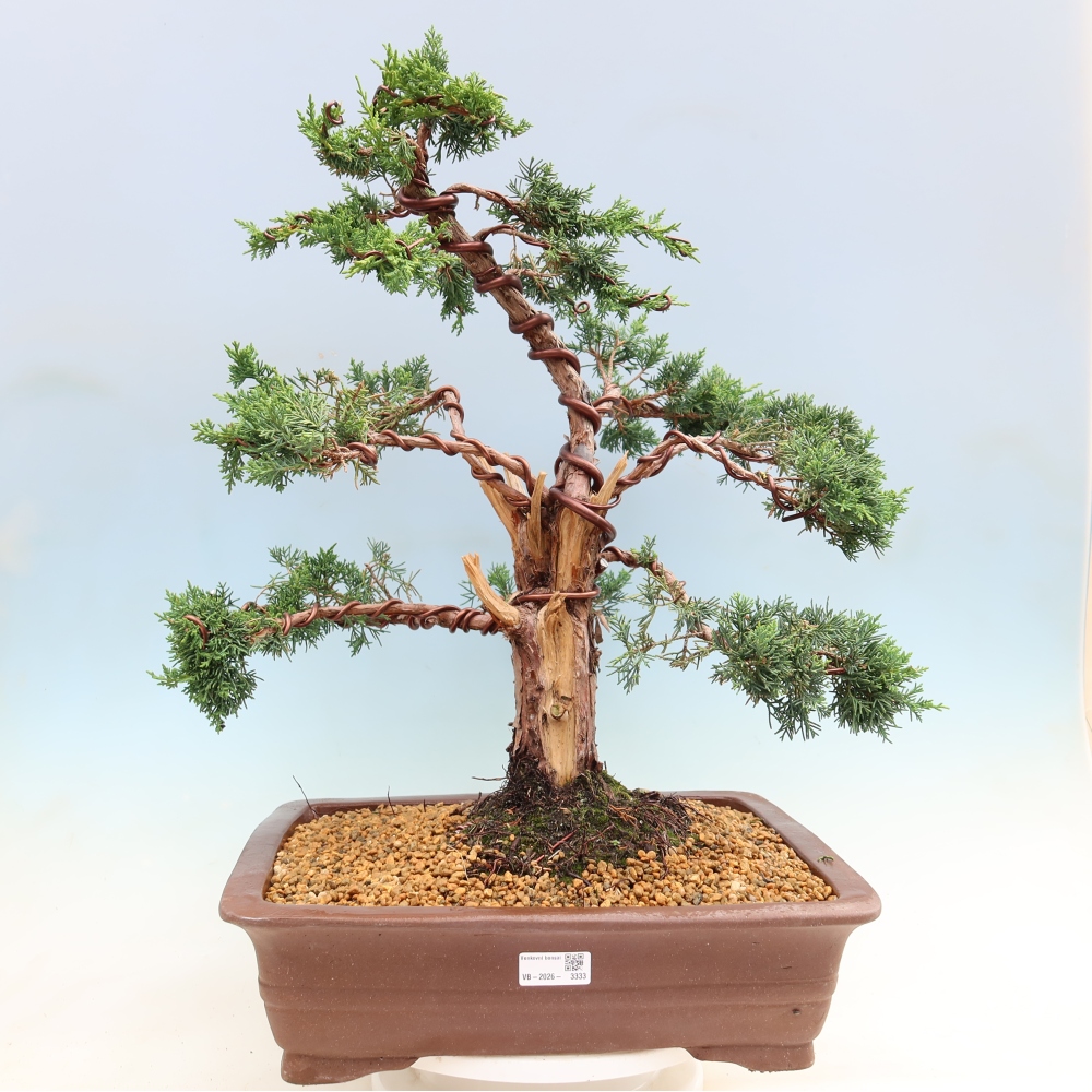 Bonsaï d'extérieur - Juniperus chinensis Kishu
