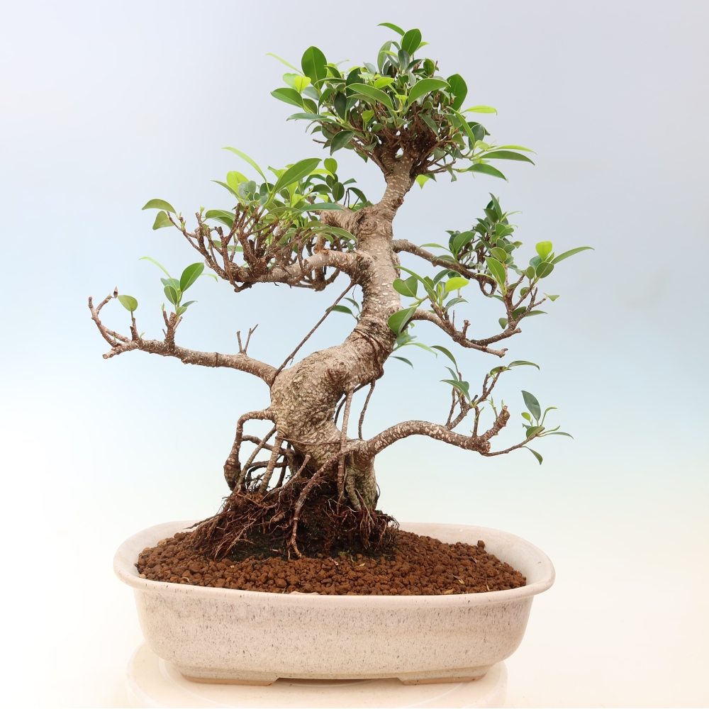 Salle bonsaï - Ficus kimmen - ficus à petites feuilles