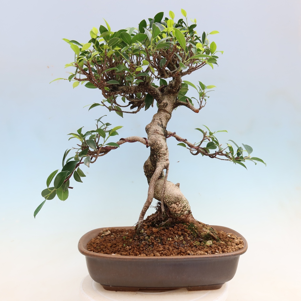 Salle bonsaï - Ficus kimmen - ficus à petites feuilles