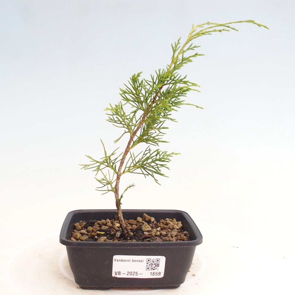 Bonsaï d'extérieur - Juniperus chinensis Itoigawa