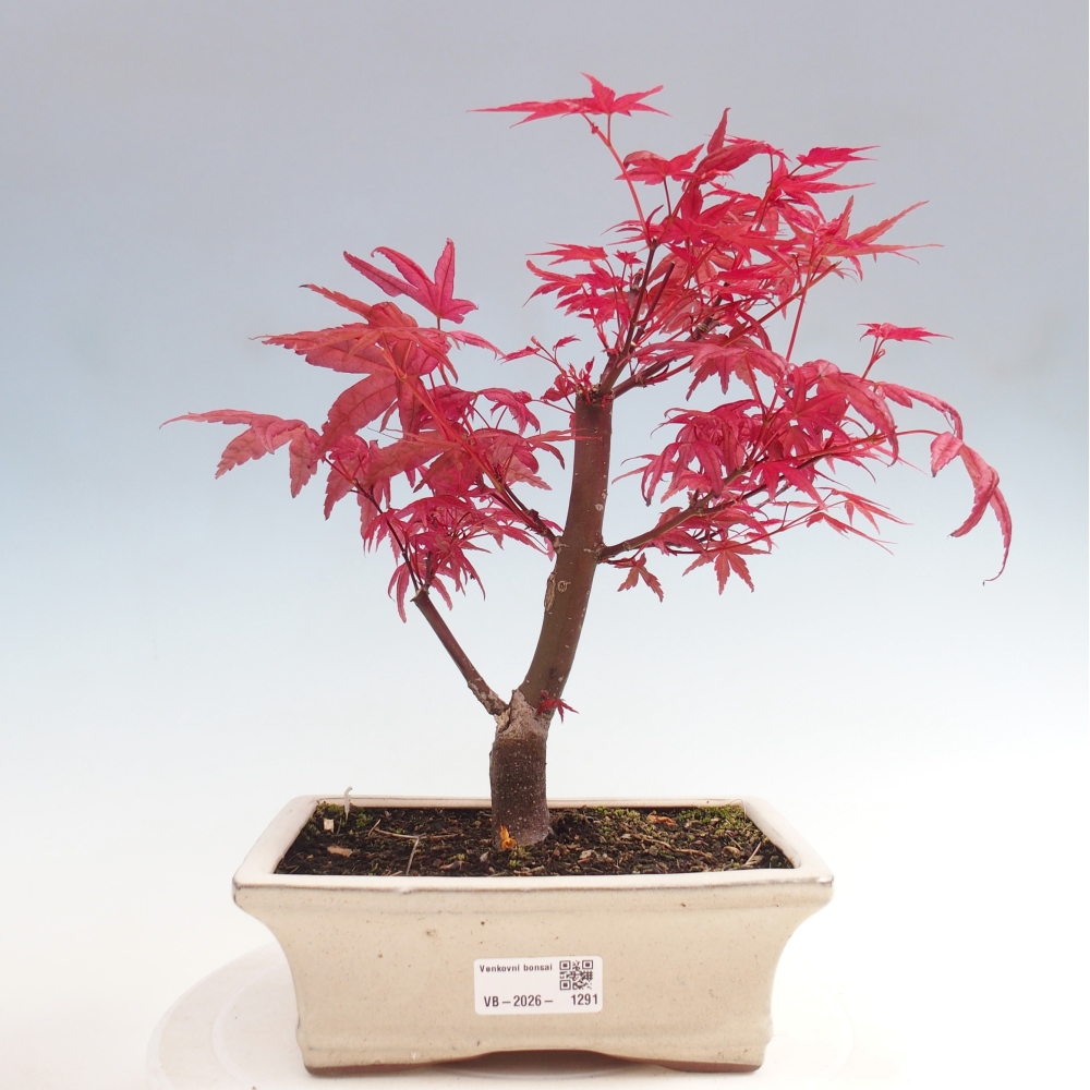 Bonsaï d'extérieur - Acer palmatum DESHOJO