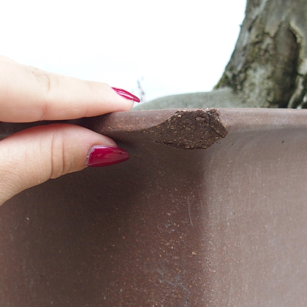 Bonsaï d'extérieur - Charme - Carpinus betulus