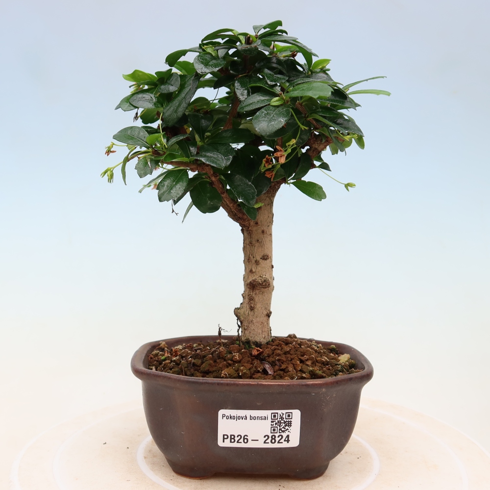 Bonsaï de chambre - Carmona macrophylla - Tea fuki