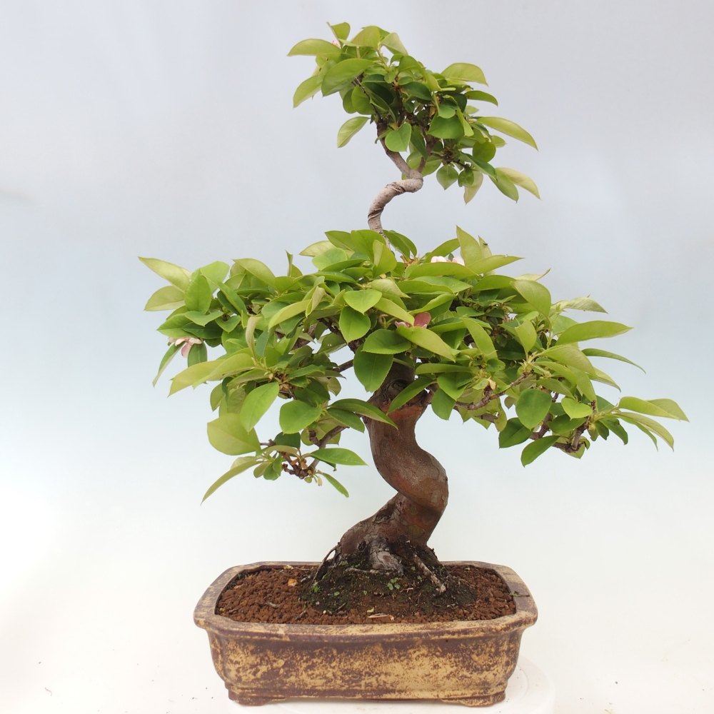 Bonsaï d'extérieur - Pseudocydonia sinensis - cognassier chinois