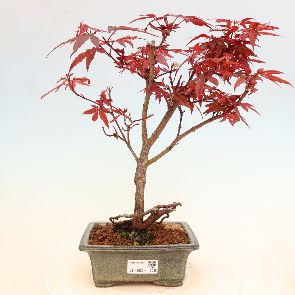 Bonsaï d'extérieur - Érable palmatum  - Acer palmatum Berry Broom 