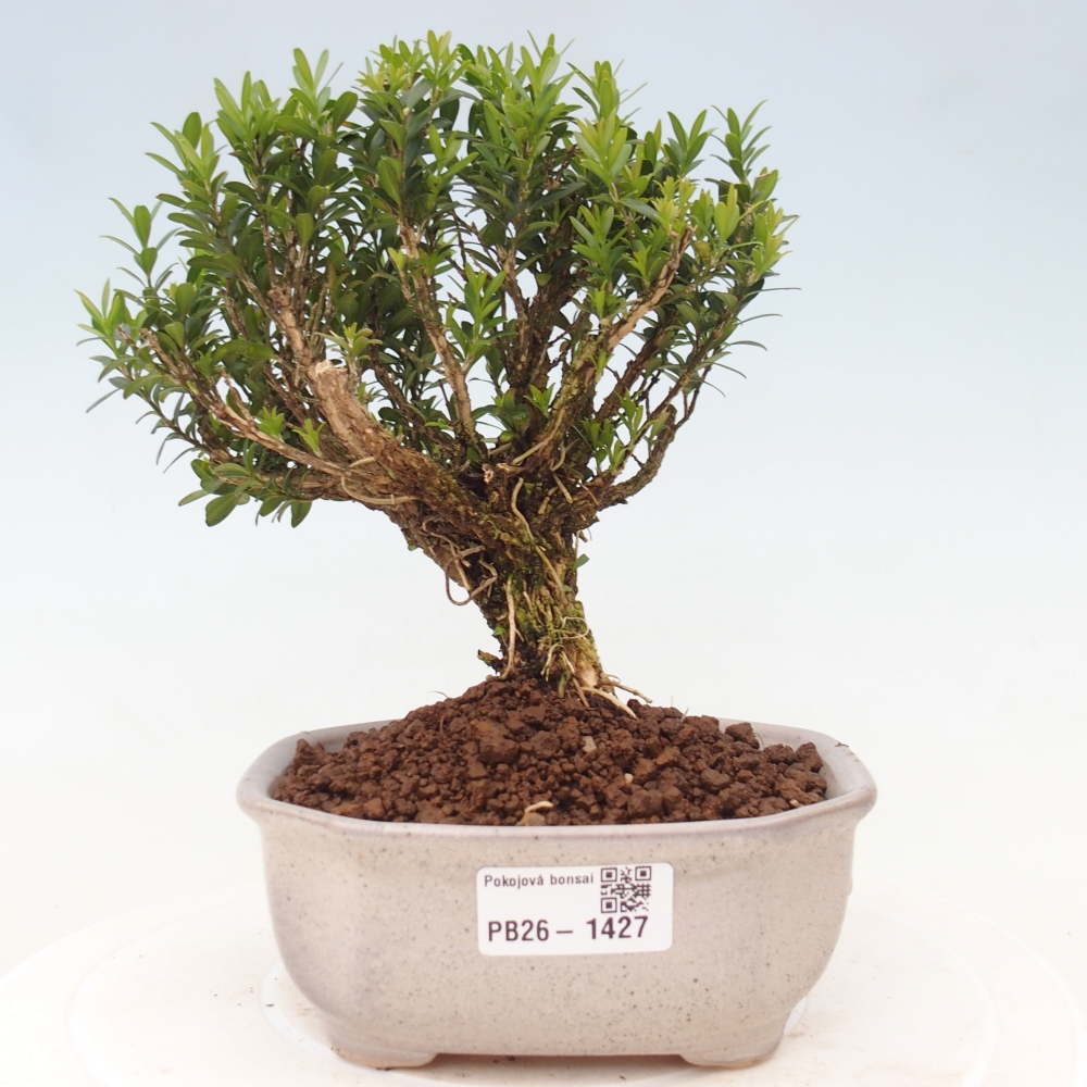 Bonsaï de chambre - Buxus harlandii - buxus liège