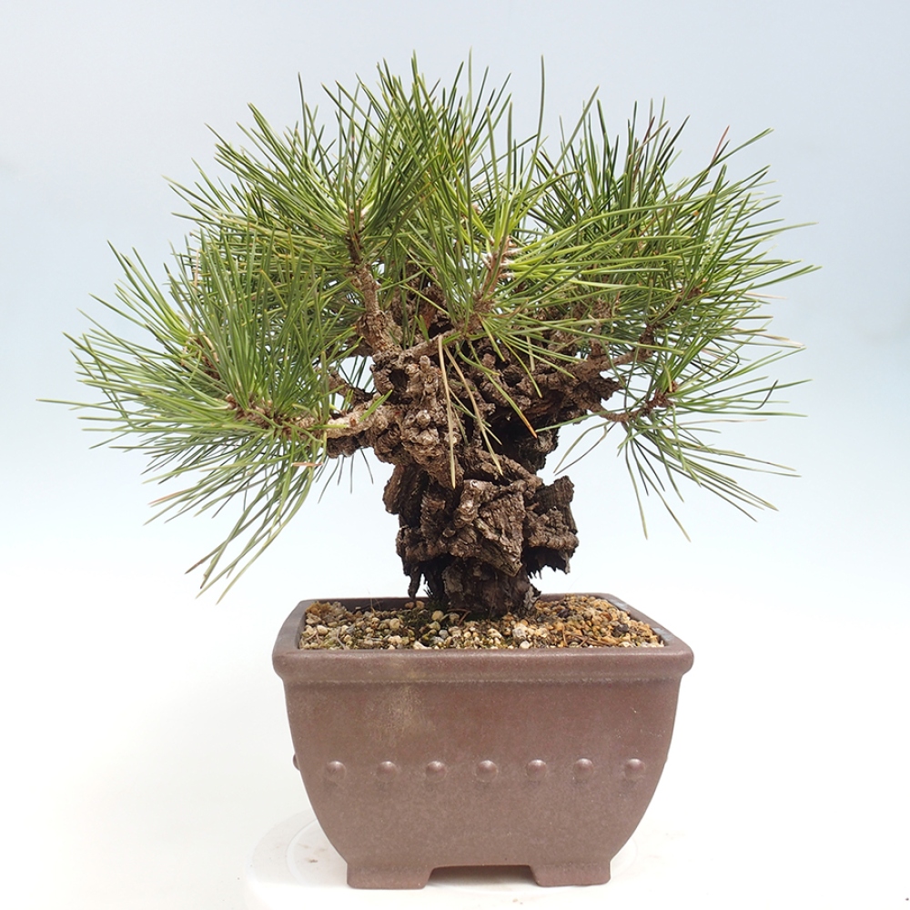 Bonsaï d'extérieur - Pinus thunbergii - Pin de Thunberg