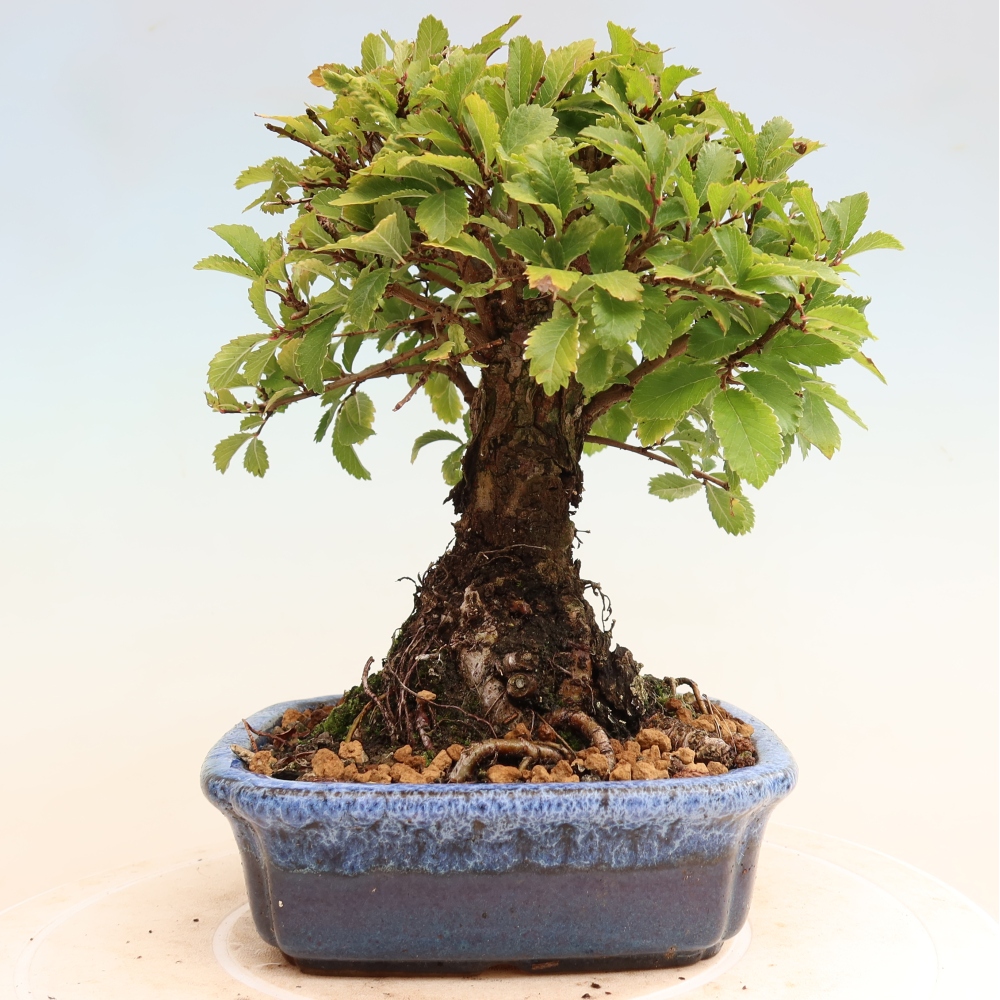 Bonsaï d'extérieur - Zelkova - Zelkova NIRE