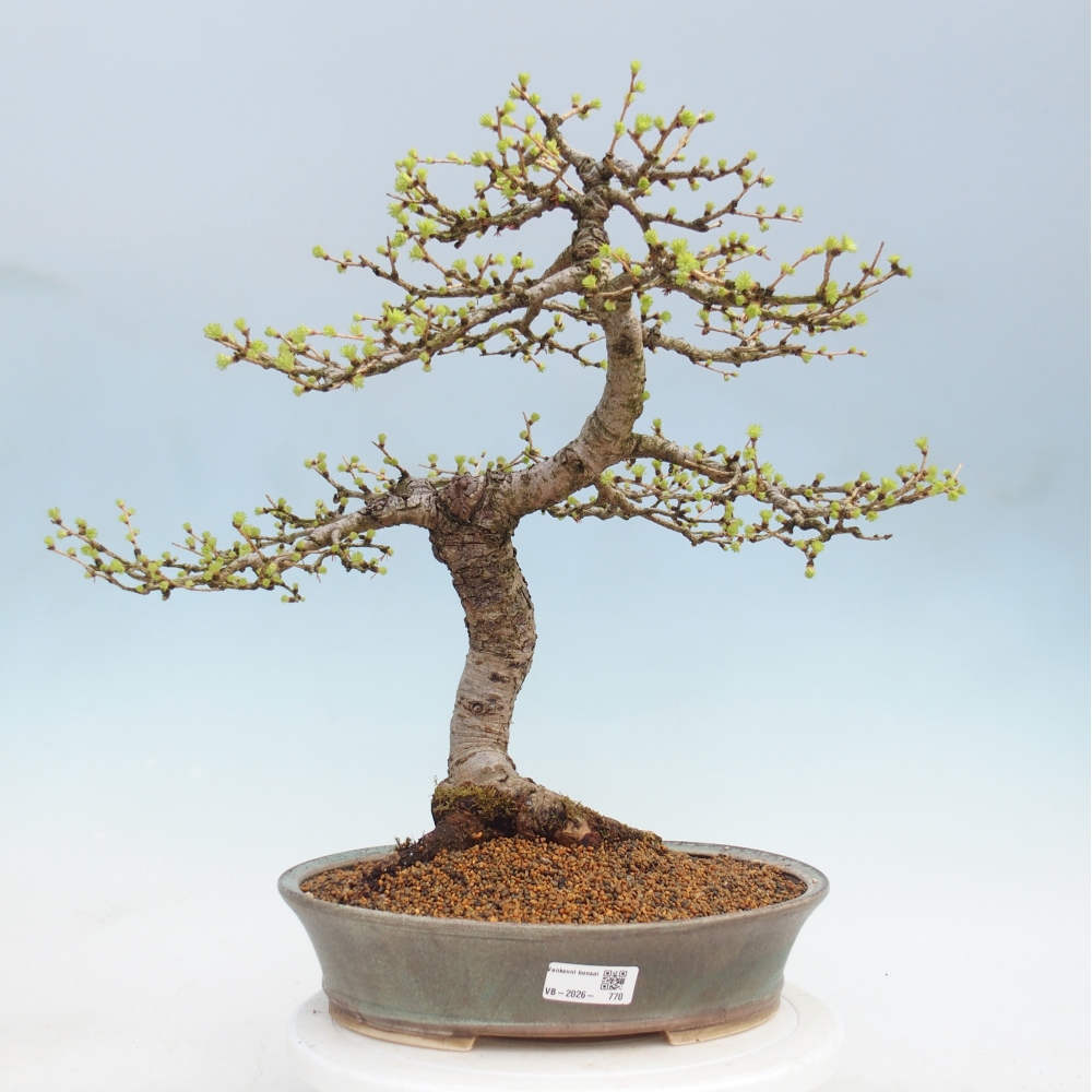 Bonsaï d'extérieur -Larix decidua - Mélèze