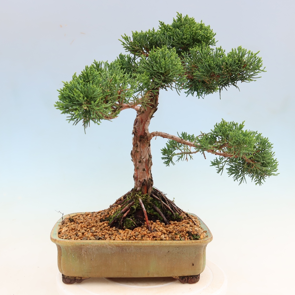 Bonsaï d'extérieur - Juniperus chinensis Kishu