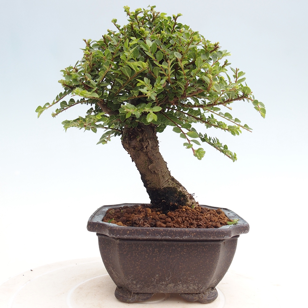 Bonsaï d'extérieur - Ulmus parvifolia Hokkaido - Orme de Chine