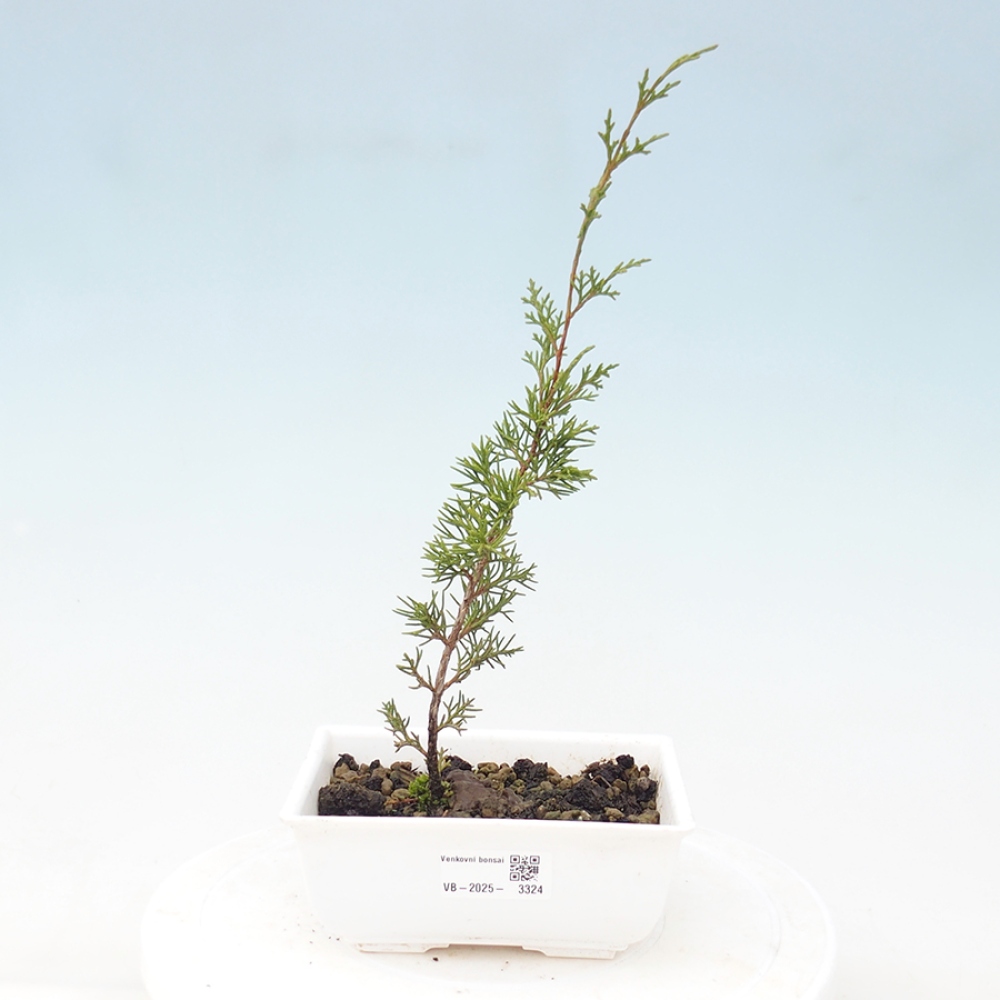 Bonsaï d'extérieur - Juniperus chinensis Itoigawa