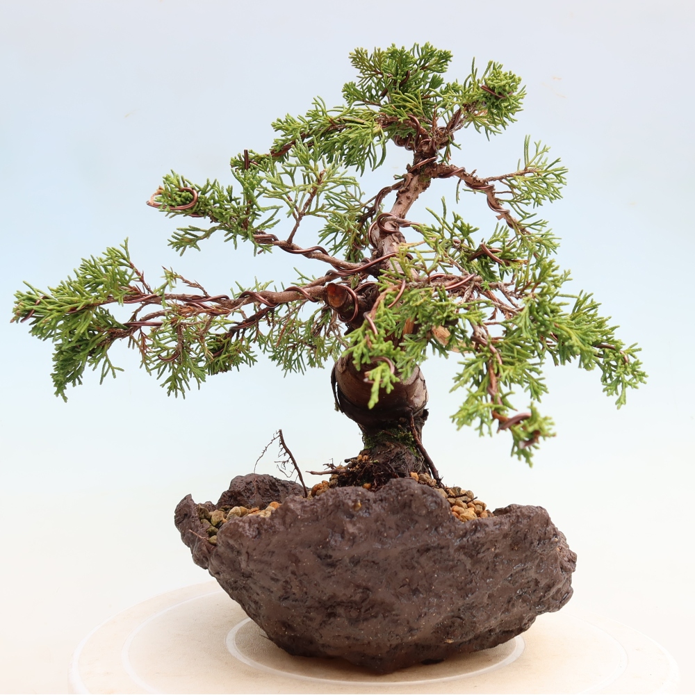 Bonsaï d'extérieur - Juniperus chinensis Itoigawa-Juniperus chinensis