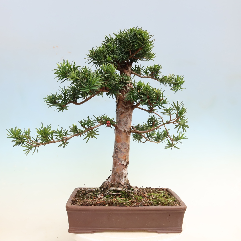 Bonsaï d'extérieur - Taxus cuspidata - If japonais