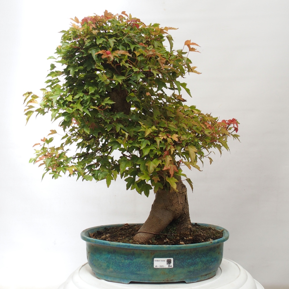Bonsaï d'extérieur - Acer Buergerianum - Burger Maple