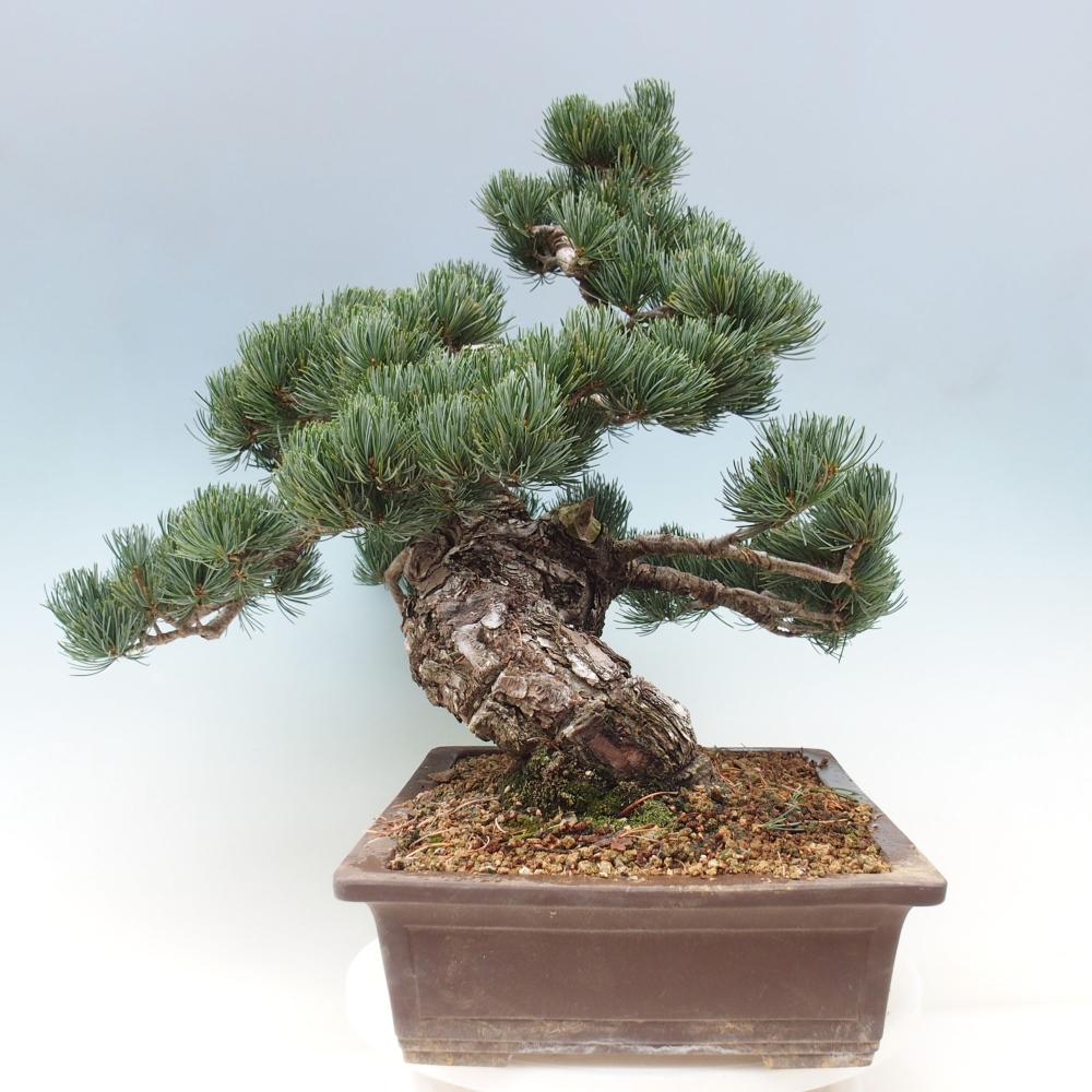 Bonsaï d'extérieur - Pinus parviflora - Pinus parviflora