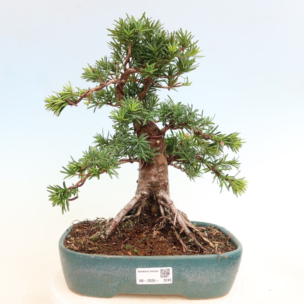 Bonsaï d'extérieur - Taxus cuspidata - If japonais