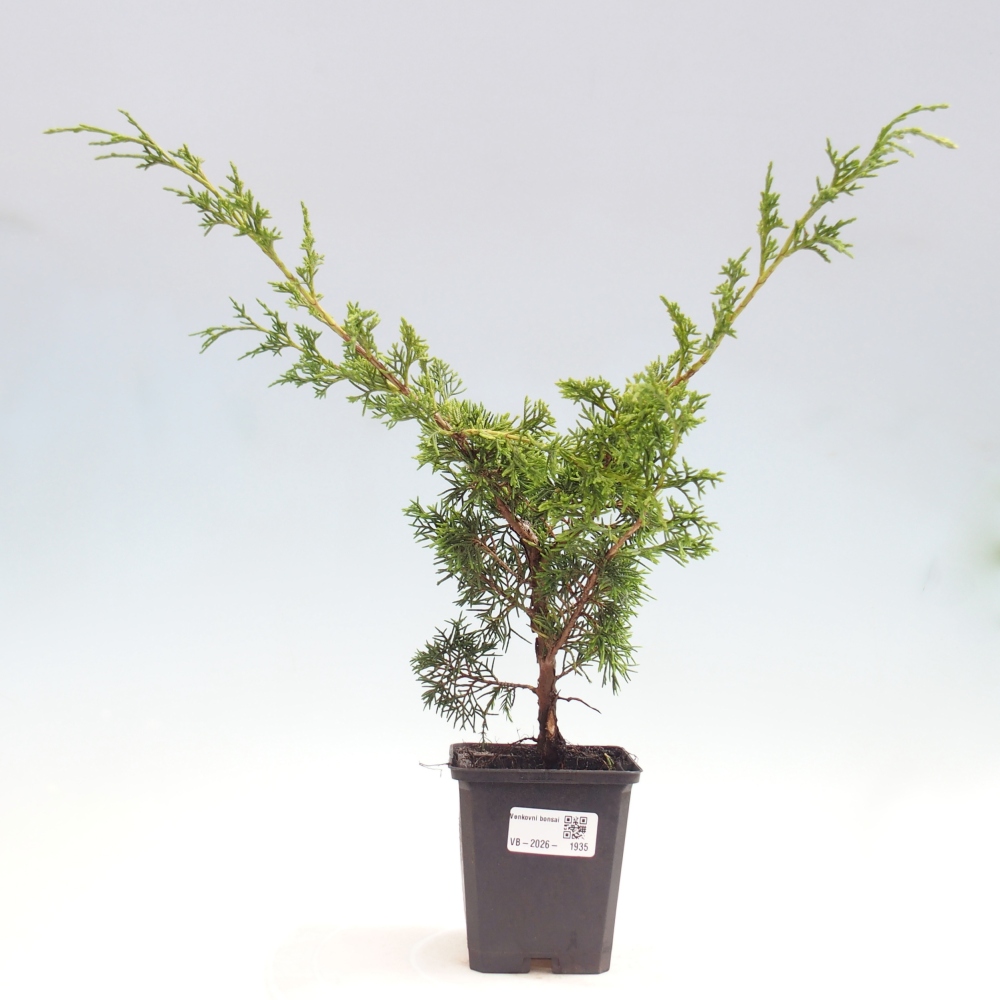 Bonsaï d'extérieur - Juniperus chinensis Itoigawa