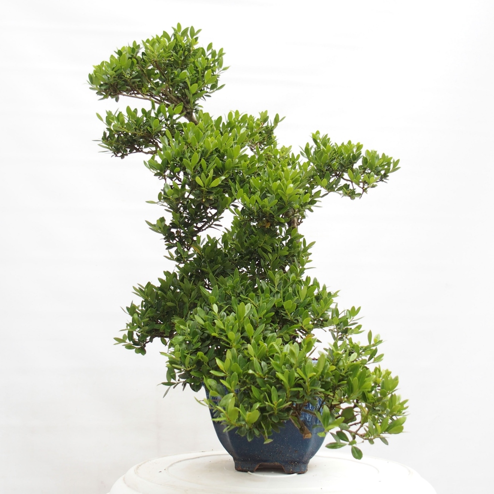 Bonsaï de chambre - Ilex crenata - Houx