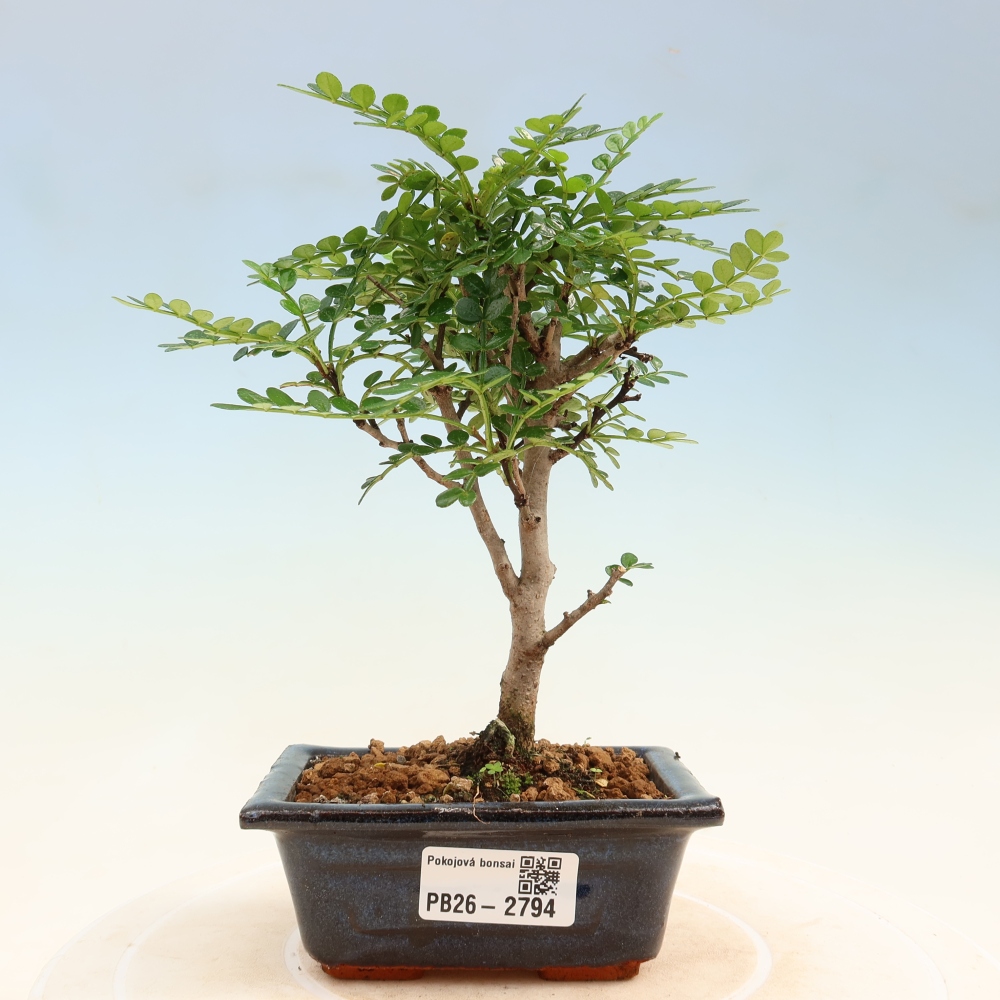 Salle bonsaï - Zantoxylum piperitum - arbre à poivre