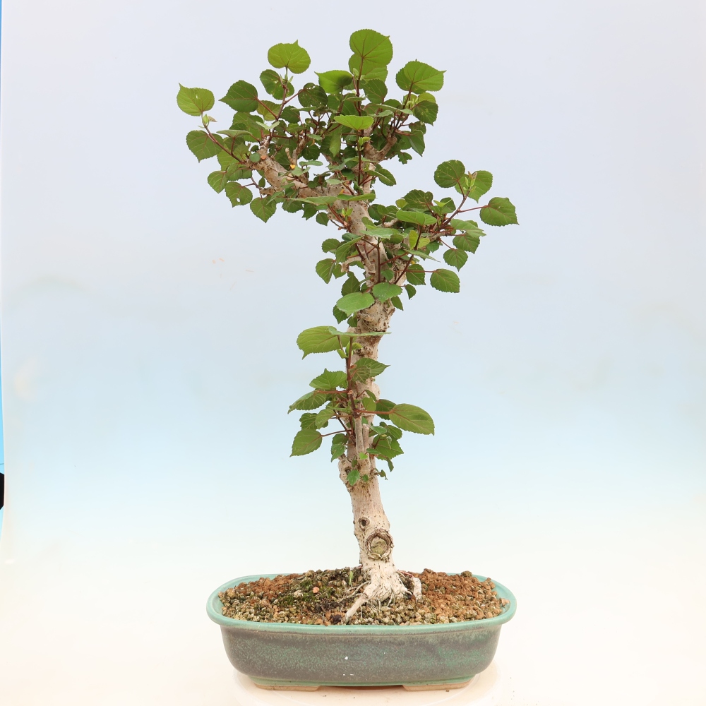 Bonsaï d'intérieur - Hibiscus tiliaceus - Hibiscus de mer