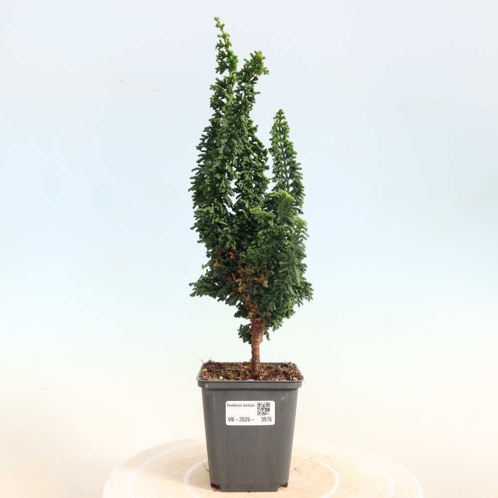 Bonsaï d'extérieur - Cham. obtusa SEKKA HINOKI - Cyprès