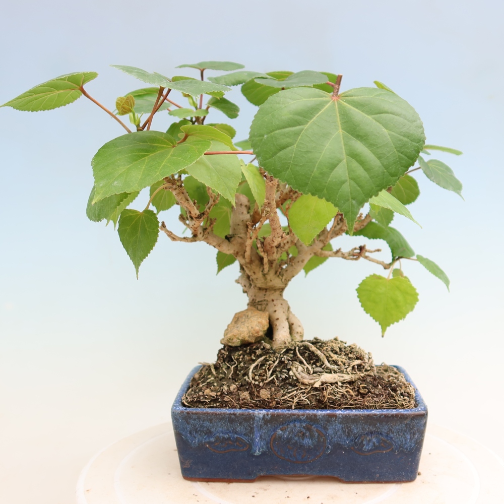 Bonsaï d'intérieur - Hibiscus tiliaceus - Hibiscus de mer