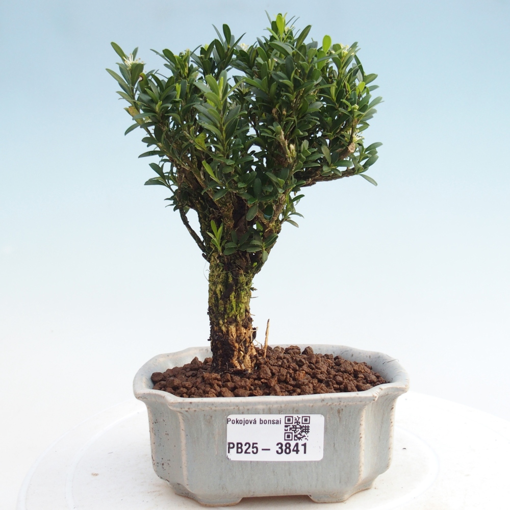 Bonsaï de chambre - Buxus harlandii - buxus liège